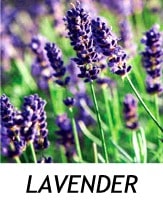 LAVENDER