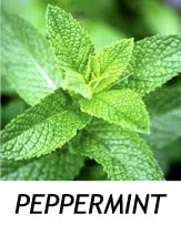 PEPPERMINT