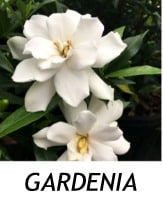 GARDENIA